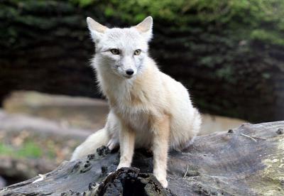 Vulpes corsacCorsac Fox Steppevos