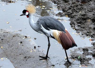 Balearica regulorum regulorum South African crowned crane Grijze Kroonkraanvogel