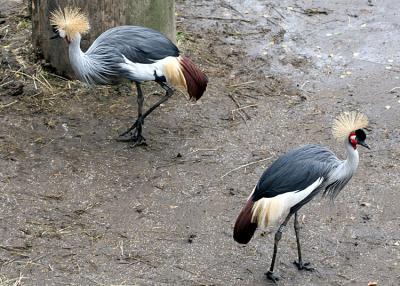 Balearica regulorum regulorum <br>South African crowned crane <br>Grijze Kroonkraanvogel