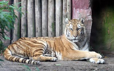 Panthera Tigris Altaica Siberian TigerSiberische Tijger