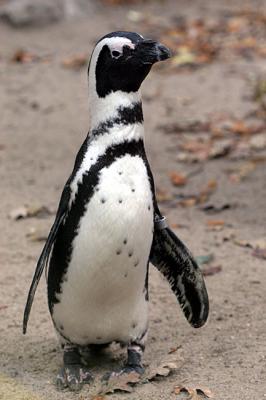 Spheniscus demersus  African penguin Zwartvoetpingun
