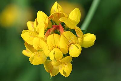 Lotus pedunculatus Moerasrolklaver