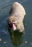 Macaca fuscata Japanese Macaque Japanse Makaak