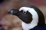 Spheniscus demersus African penguin Zwartvoetpinguïn