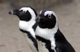 Spheniscus demersus African penguin Zwartvoetpinguïn