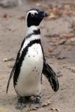 Spheniscus demersus African penguin Zwartvoetpinguïn