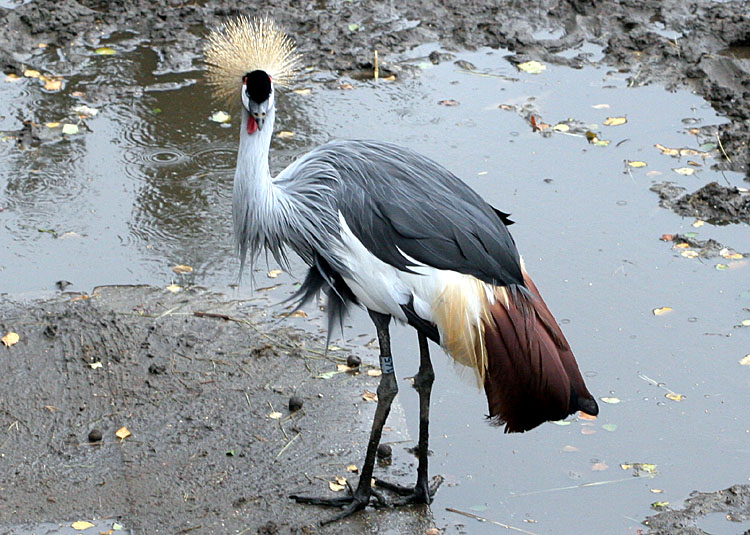 Balearica regulorum regulorum <br>South African crowned crane <br>Grijze Kroonkraanvogel