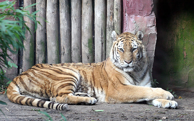 Panthera Tigris Altaica <br>Siberian Tiger<br>Siberische Tijger