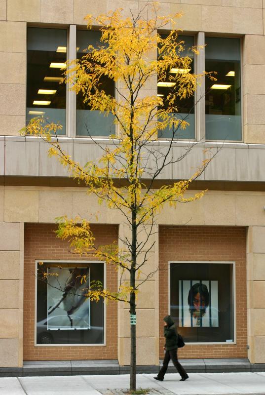 A Street, Building, Tree and Windows