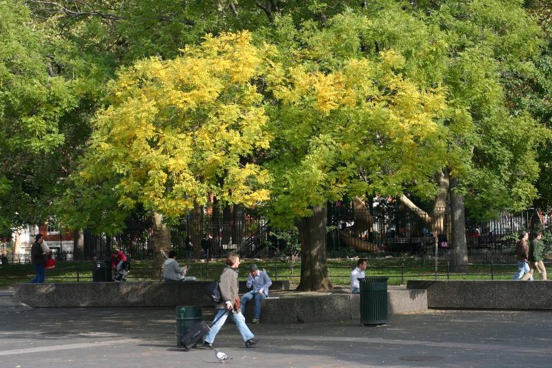 Japanese Pagoda Tree Foliage