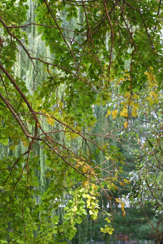 Mulberry Branches and Willow Tree