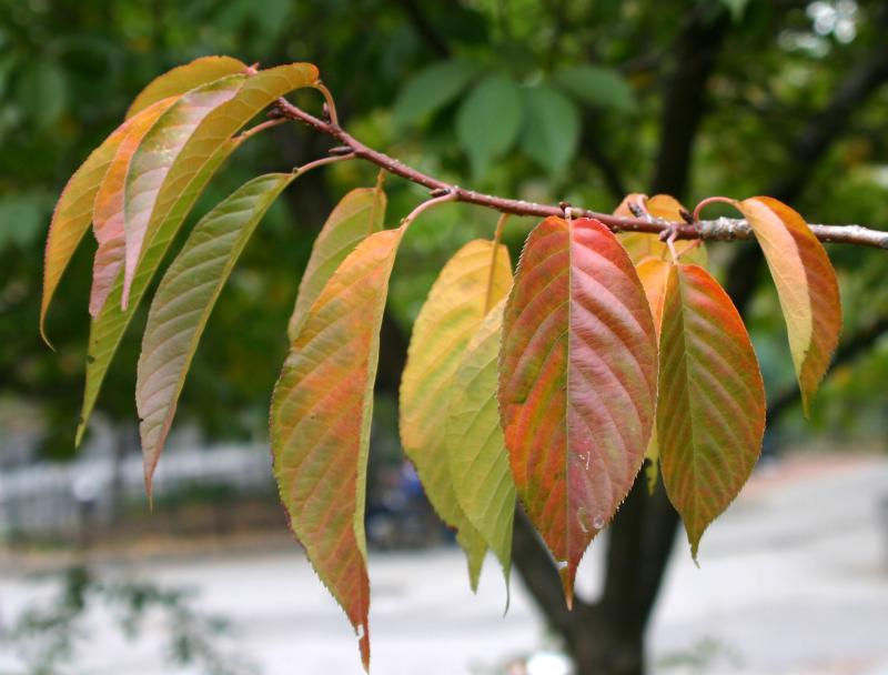 Cherry Tree Foliage