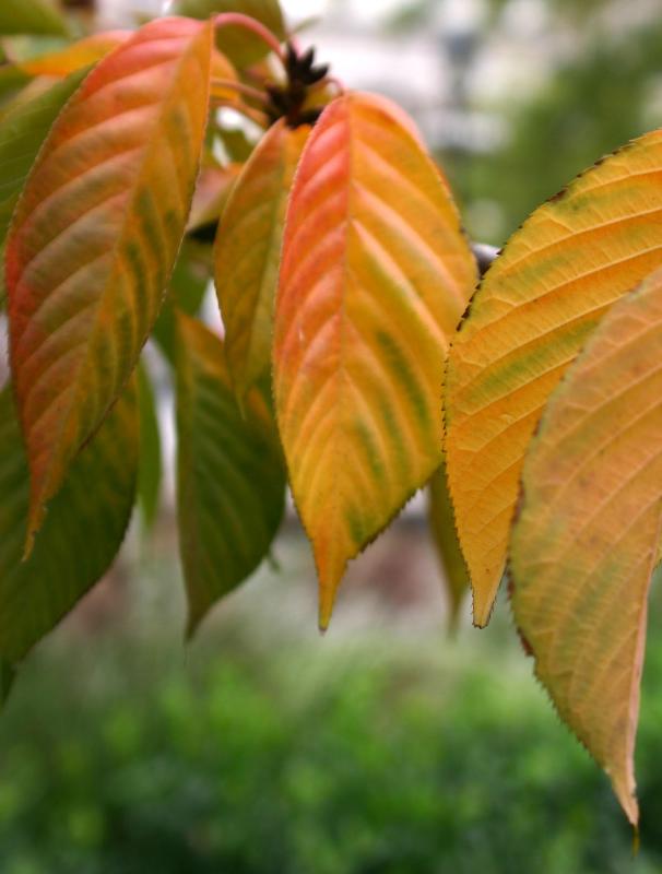 Cherry Tree Foliage