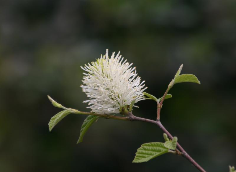 Fothergilla major