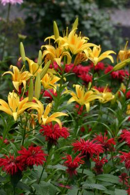 Red Bee Balm & Yellow Lilies