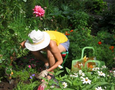 Community Gardener Finding the Perfect Spot for a New Flower
