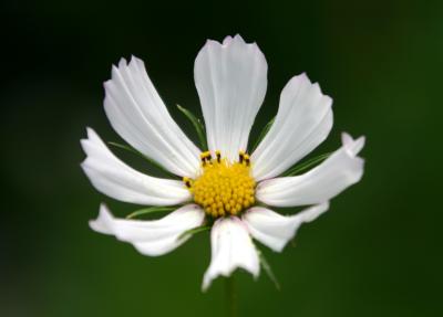 White Cosmos Aster