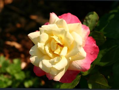 Love & Peace Rose 