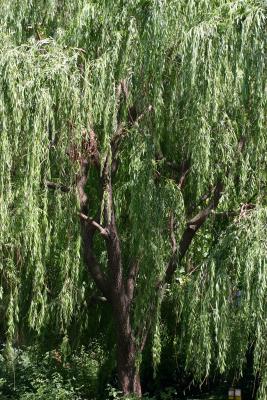 Willow Tree WSVG