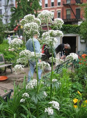 Valerian &  LaGuardia Place Community Gardners