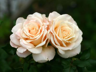 French Lace Roses