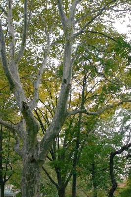 London Plane, Elm and Locust Foliage