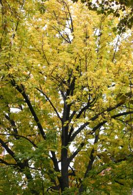 Elm Foliage