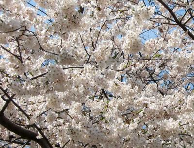 u48/hjsteed/medium/35555892.01AppleBlossomsDetail.jpg