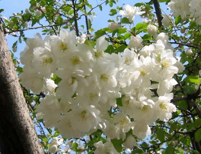Apple Blossoms
