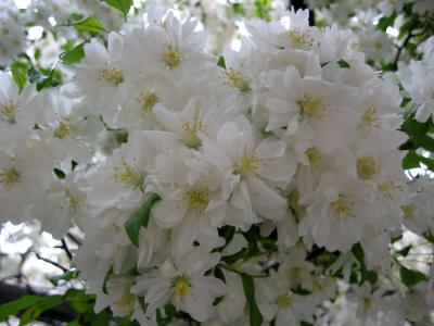 Apple Blossoms