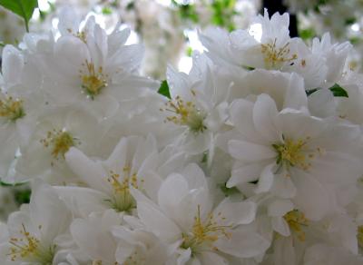 April Shower Apple Blossoms