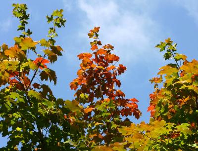 Maple Foliage