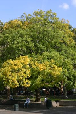 Japanese Pagoda Tree Foliage