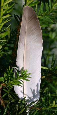 Quill in an Evergreen Bough