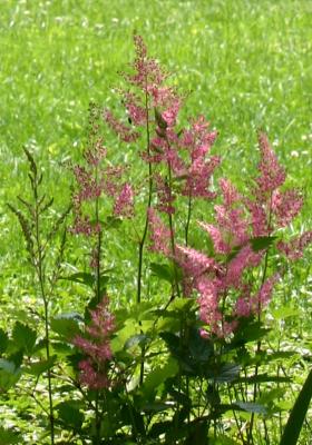 Astilbe