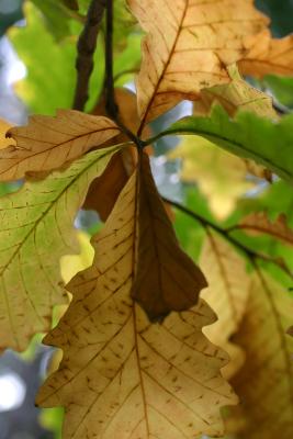 Swamp White Oak or Quercus bicolor
