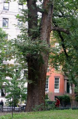 English Elm on Northwest Corner of the Park