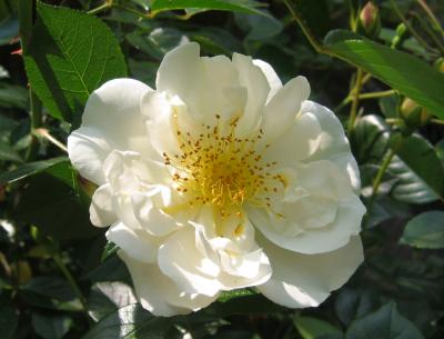 White Rose