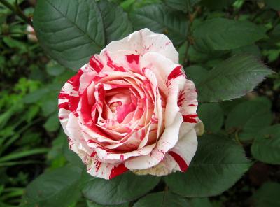 Red &  White Peppermint Candy Stripe Rose - Scentimental