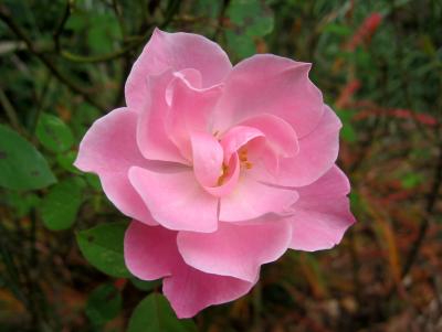  Pink Simplicity Rose
