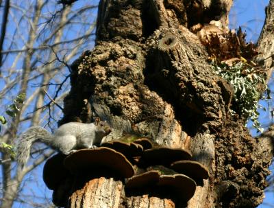 Black Locust Tree - Squirrel on a Mushroom Platform