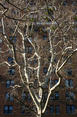 London Plane Tree & NYU Residence at 4th Street & WSW