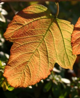 Viburnum trilobum - Highbush Cranberry at the Golden Swan Garden