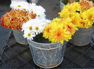 Chrysanthemums at the Farmers' Market