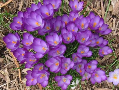 Violet Crocuses