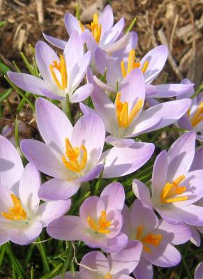 Crocuses