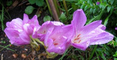 Fall Crocus