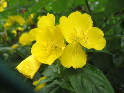  Evening Primrose also Known as Sundrop
