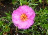 Portulaca or Rose Moss