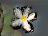 Snow Flake Water Lily